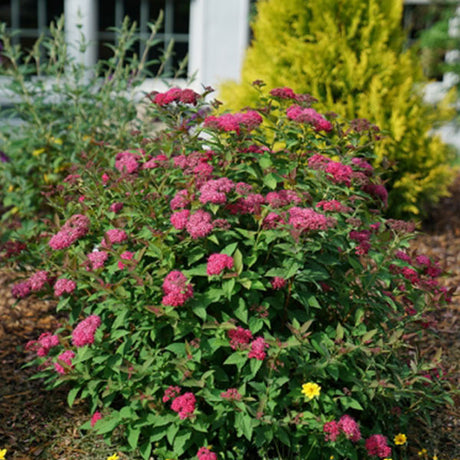 Double Play Doozie&reg; Spirea