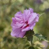 First Editions&reg; Summer Ruffle&trade; Rose of Sharon