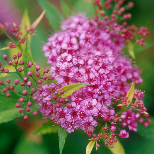 Gumball Spirea