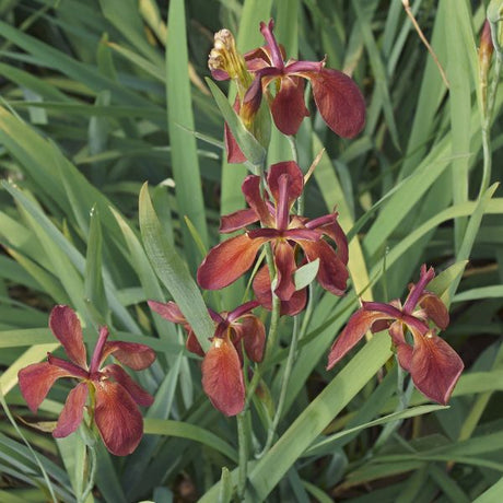 Copper Iris