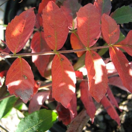 Rocky Mountain Sumac