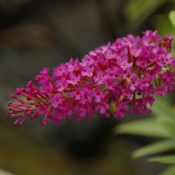 All the Blues Butterfly Bush