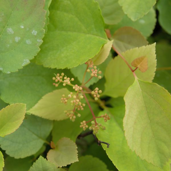 Snow Storm&trade; Spirea