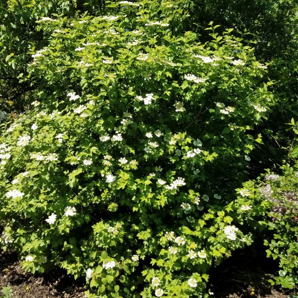 American Cranberrybush Viburnum