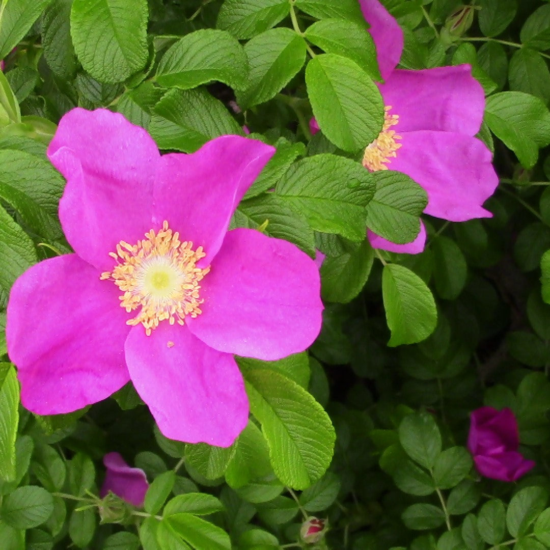 Pink Rugosa Rose