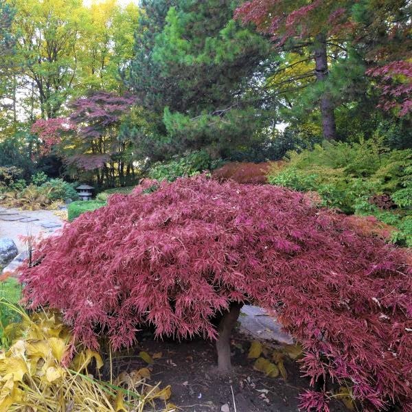 Inaba Shidare Japanese Maple | Buy at NatureHills.com