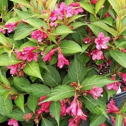 Minuet Weigela