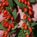 Goji Berry Plant