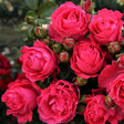 Fiji&trade; Eleganza&reg; Rose