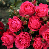 Fiji&trade; Eleganza&reg; Rose