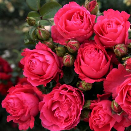 Fiji&trade; Eleganza&reg; Rose