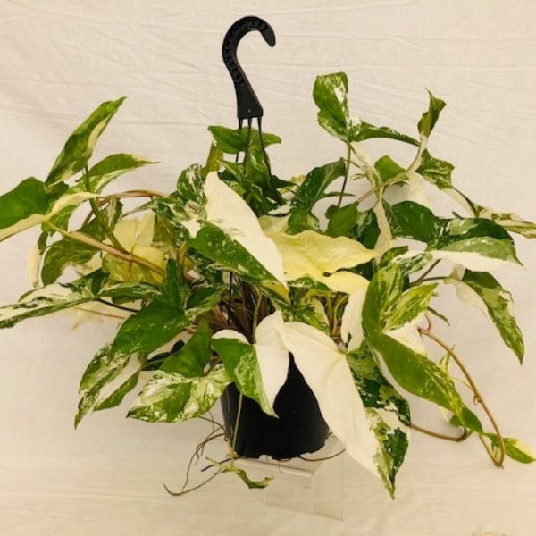 Variegated Arrowhead Vine