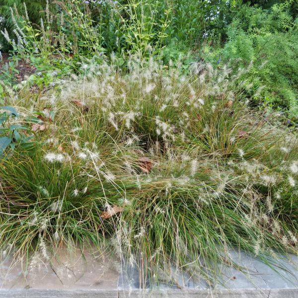 Piglet Fountain Grass