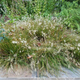 Piglet Fountain Grass