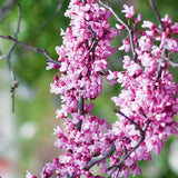 Ace of Hearts Redbud