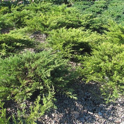 Buffalo Juniper