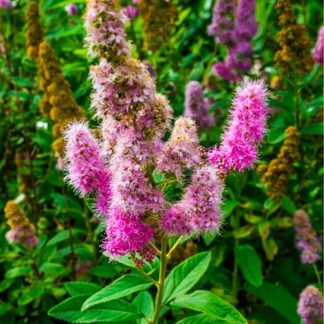 Audubon&reg; Native Steeplebush