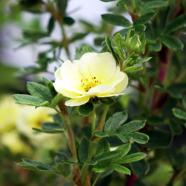 First Editions&reg; Creme Brulee&trade; Potentilla