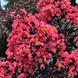 First Editions&reg; Midnight Magic&trade; Crape Myrtle Shrub