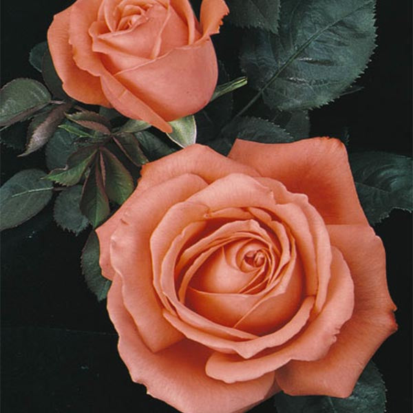 Tropicana Hybrid Tea Rose