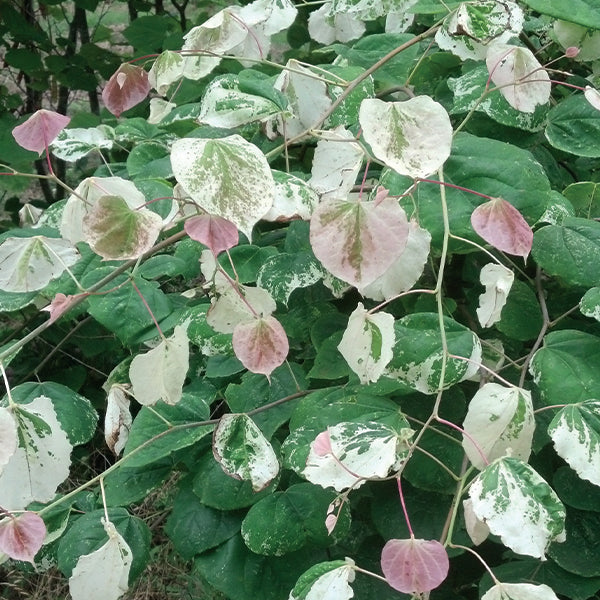 Whitewater Weeping Redbud