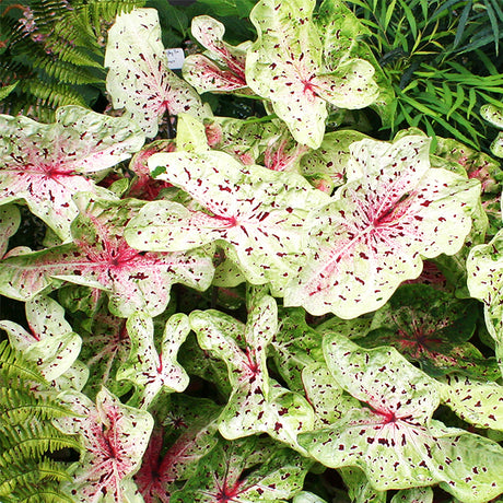 Miss Muffet Caladium Foliage