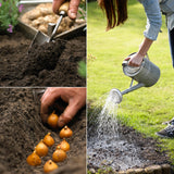 How to Plant a Bulb