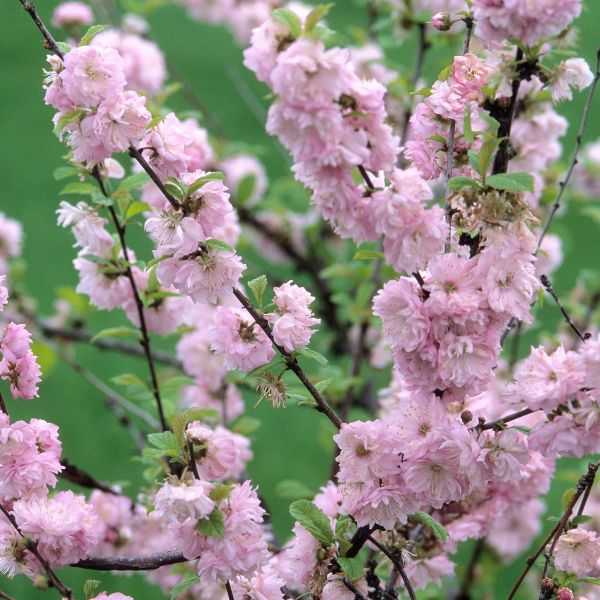 Double Flowering Plum