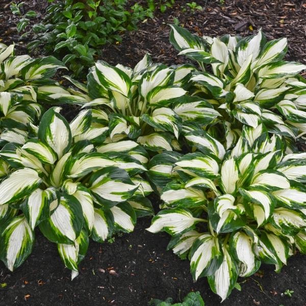 Vulcan Hosta