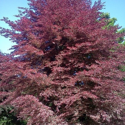 Tricolor European Beech Tree