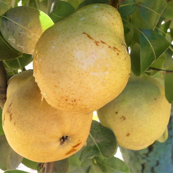 Bartlett Pear Tree