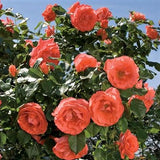 Marmalade Skies&trade; Rose Tree Form