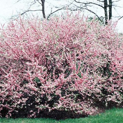 Double Flowering Plum