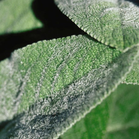 Lambs Ears