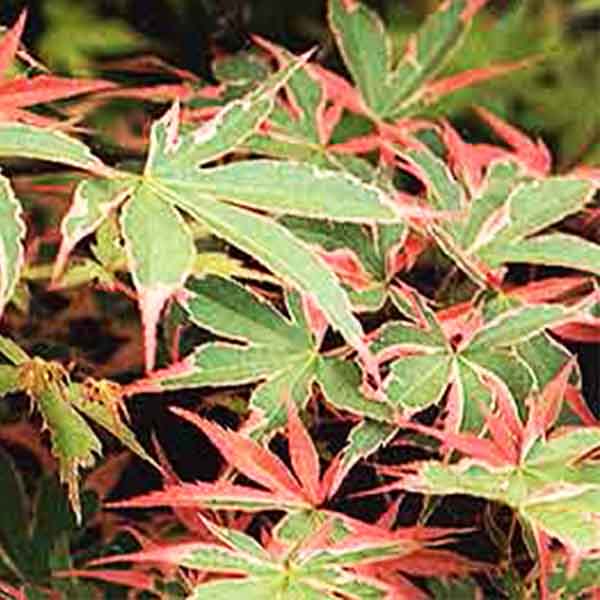 Kagiri Nishiki Japanese Maple