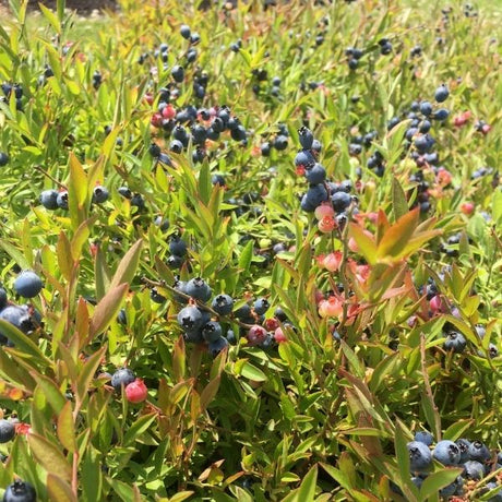 Burgundy Blueberry Bush