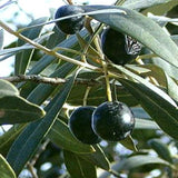 Arbequina Olive Tree