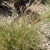 Dwarf Maiden Grass