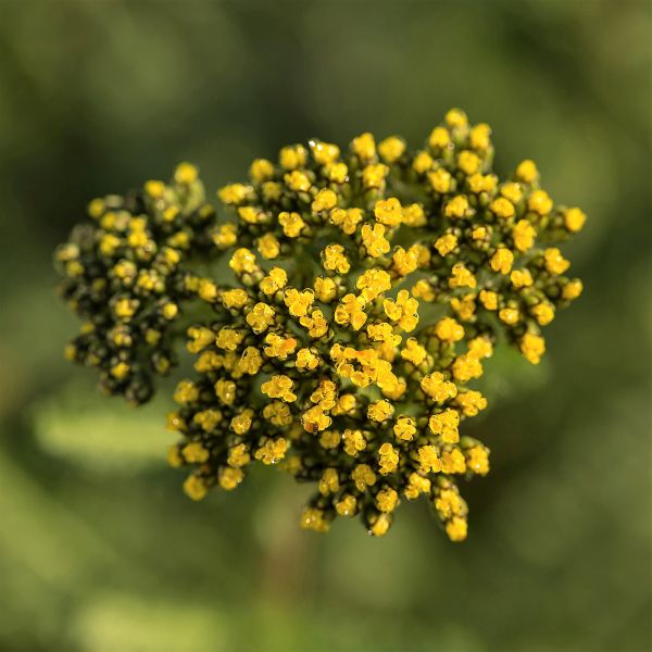 Little Moonshine Yarrow