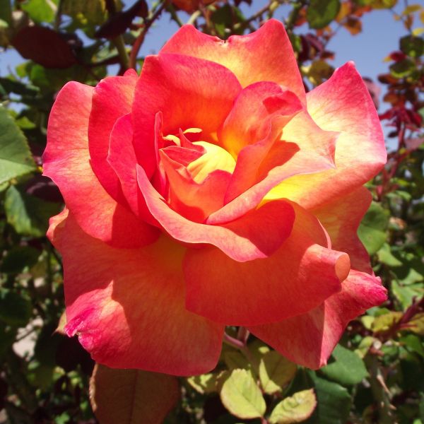 Mardi Gras Floribunda Rose