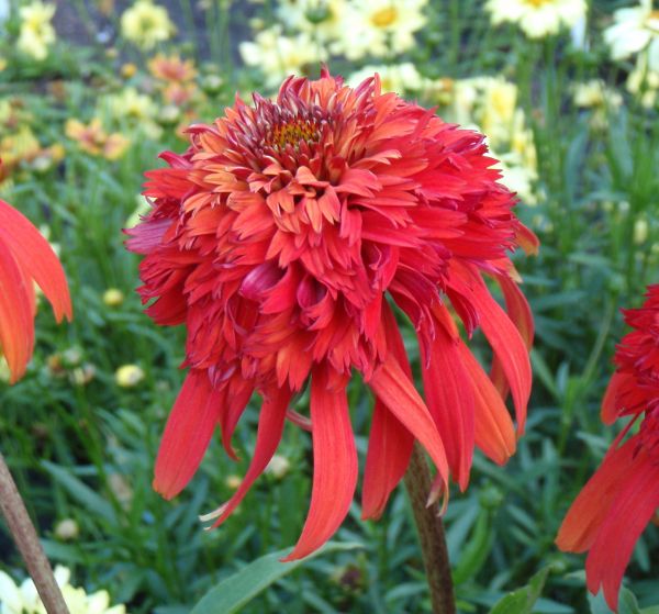 Hot Papaya Coneflower