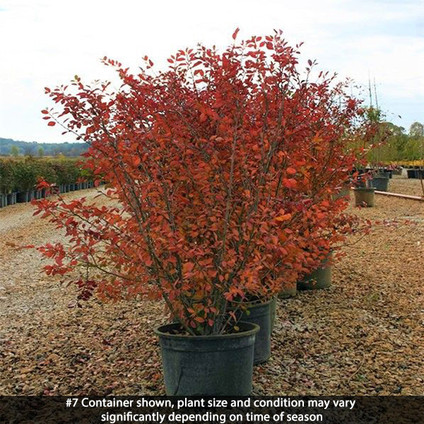 Hedge Cotoneaster