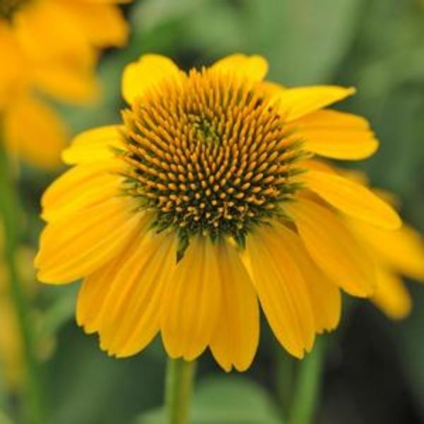 Sombrero Lemon Yellow Coneflower