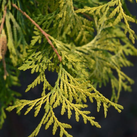 Wintergreen Arborvitae