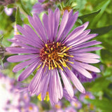 New England Aster