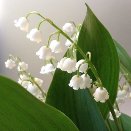 Lily of the Valley