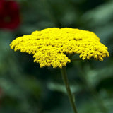 Moonshine Yarrow