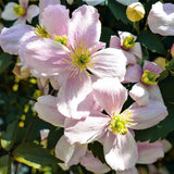 Montana Mayleen Clematis