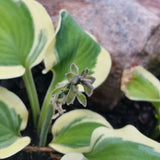 Mighty Mouse Hosta