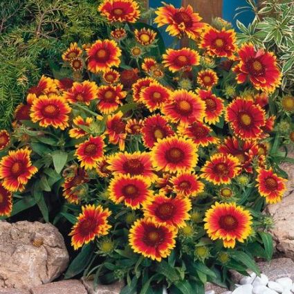 Arizona Sun Gaillardia